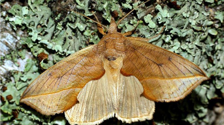 В Эстонии прижились бабочки-вампиры