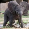 Неуклюжий слоненок довел до слез миллионы зрителей (видео) 