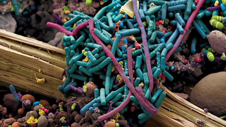 Какие бактерии попадают в организм через пищу