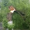 В Киеве на двух прохожих рухнуло дерево
