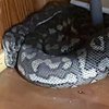 Огромная змея провалила потолок и попала в дом (фото)