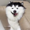 Собачье счастье: артистичный пес покорил соцсети (фото)