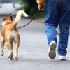 Трогательная история: собака не узнала своего похудевшего хозяина (видео)