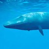 Группы смерти: в полиции заявили о 4 фактах суицида "синих китов"