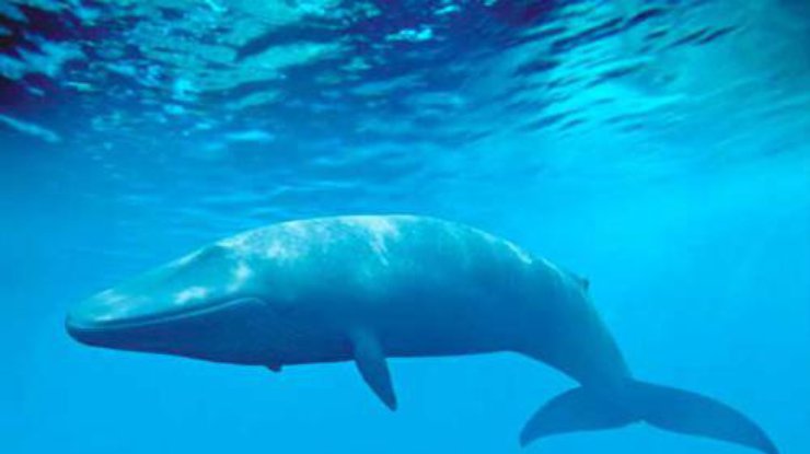 Группы смерти: в полиции заявили о 4 фактах суицида "синих китов"
