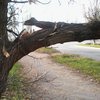 В Ривне на бабушку с трехмесячным внуком рухнуло дерево 
