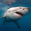 В Новой Зеландии акула едва не откусила туристке ногу