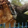В Виннице во дворе школы на ученика упало дерево