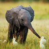 На Шри-Ланке разрешили "усыновлять" слонов 