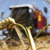В Украине под угрозой урожай и значительная часть экспортной выручки 