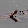 В Австралии крокодил съел домашнюю собаку (фото)