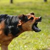 В Запорожской области бездомный пес покусал людей 