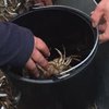 В Херсонской области задержали браконьеров с крабами на 24 миллиона 