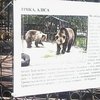 В Хмельницком взрослый медведь загрыз маленького медвежонка 