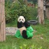 Как проходит детство крошечных панд (фото, видео) 