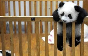 Как проходит детство крошечных панд 