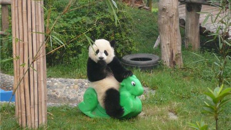 Как проходит детство крошечных панд 