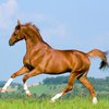 В США конь создает невероятные картины (фото)