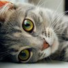 Ученые обнаружили у котов неожиданную способность