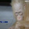 В Індонезії врятували рідкісного орангутанга-альбіноса