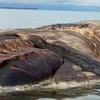 В Индонезии на берег выбросило тушу неизвестного морского гиганта 