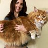 Самый длинный кот в мире поразил своими размерами (фото) 