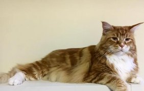 Невероятной большой кот по кличке Омар