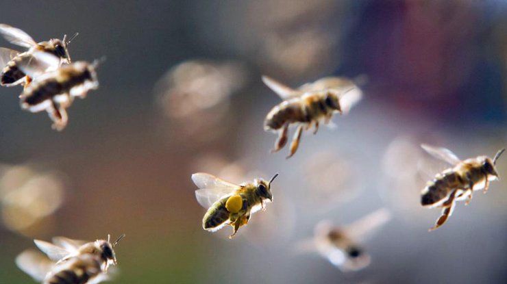 Центр Лондона атаковали пчелы