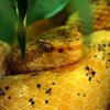В США мужчина едва не умер после попытки поцеловать гремучую змею 