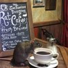В американском кафе можно попить кофе в компании крыс (фото) 