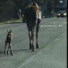 Лосиха с детенышем устроила пробку на дороге (фото, видео)