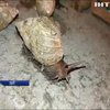В Перу людей атакують гігантські африканські равлики