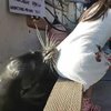 В Канаде гигантский морской лев утащил девочку под воду (видео) 