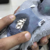 В Кувейте поймали голубя-курьера c полным рюкзаком наркотиков (фото) 