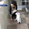 Компанія в Японії дозволила брати на роботу котів