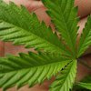Ученые предложили лечить зависимость от кокаина марихуаной