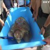У Флориді врятували від рибалок 100-кілограмову черепаху