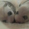 В Китае родились панды-близнецы (видео) 