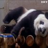 Японці масово йдуть до зоопарку подивитися на вагітну панду