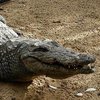 Китаец выгулял крокодила на поводке и сделал из него шашлык