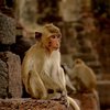 На Бали обезьяны шантажируют туристов