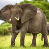 На Шри Ланке 4 слона погибли от удара молнии