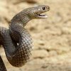 Жуткое видео: очевидцы помешали одной змее съесть другую