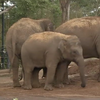 У зоопарку Сіднея вперше за 7 років народилося слоненя