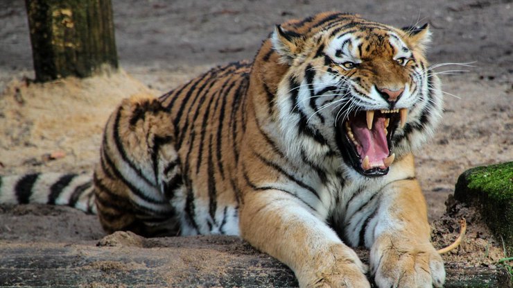В британском зоопарке тигр убил сотрудницу 
