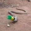 В Индии кобра ошибочно проглотила пластиковую бутылку (видео)