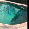 Семья из Флориды обнаружила в своем бассейне двухметрового аллигатора (видео)