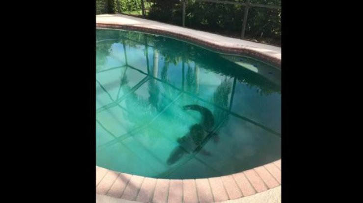 Семья из Флориды обнаружила в своем бассейне двухметрового аллигатора