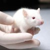 Ученые откажутся от опытов на лабораторных мышах