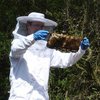 Необычное преступление: в Британии украли 24 тысячи пчел